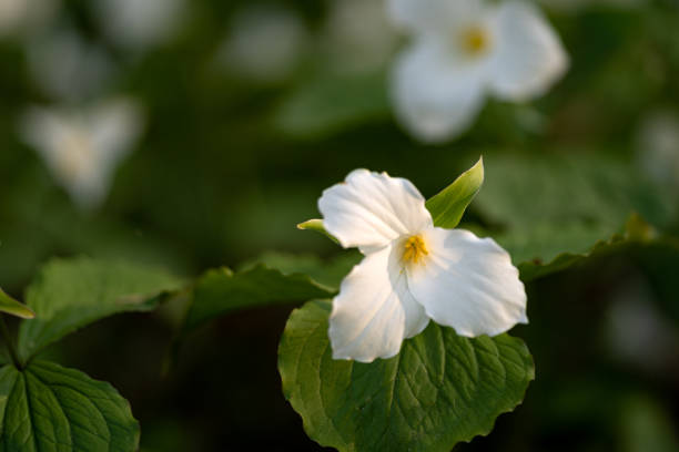 istock Light on a Michigan Trillium Wild Flower 1323013658