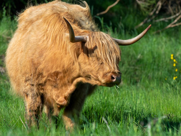 istock Highland Cow, Scotland 1323013668