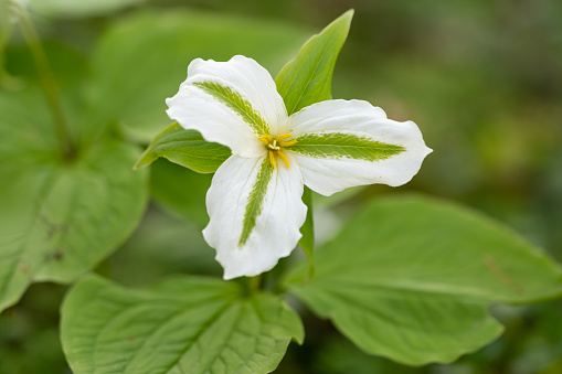 A Trillium flower, Trillium grandiflorum, with a green stripe down the petals.  This green stripe is caused by an infection of possible mycoplasmas.