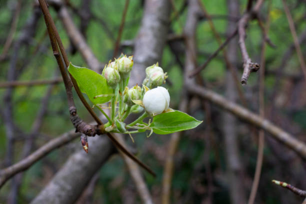 istock Cherry flowers background white small flowers on a branch 1323013697