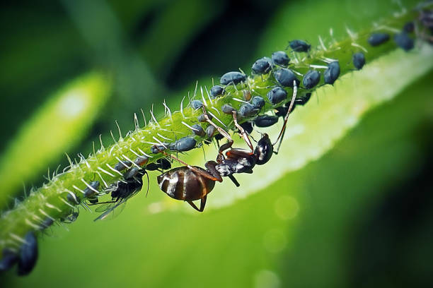 포르미카 폴리테나 유럽 레드 우드 개미와 검은 콩 진딧물 곤충 - black bean aphid 뉴스 사진 이미지