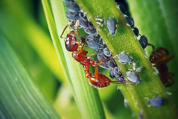 Myrmica rubra Common Red Ant And Black Bean Aphid Insects. Digitally Enhanced Photograph.