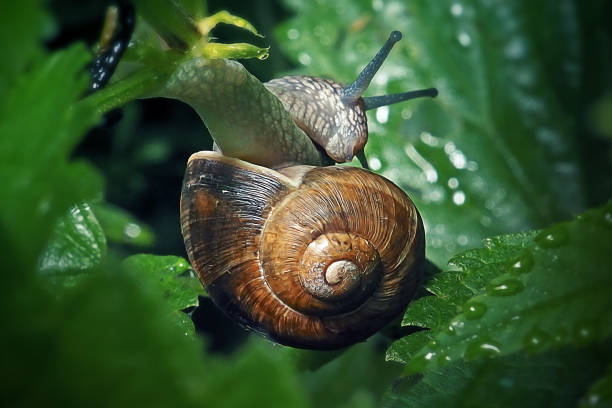 istock Cepaea hortensis Garden Banded Snail 1323013874
