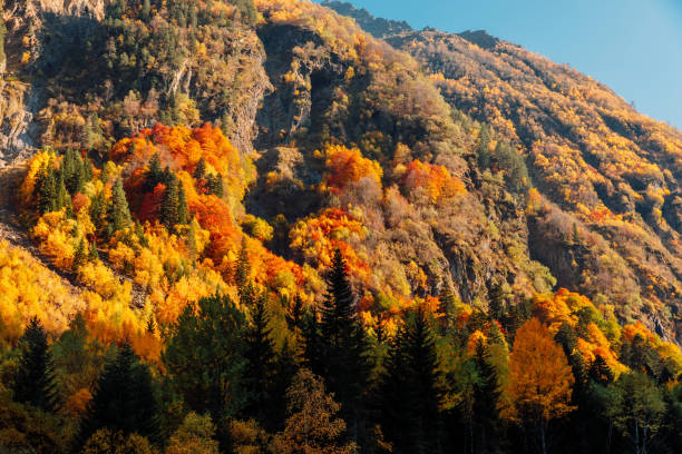 istock Autumnal trees with colorful leaves in mountain forest and sunlight 1323014275