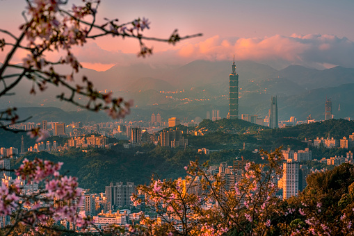 Spring concept- beautiful cherry blossom with taipei city view