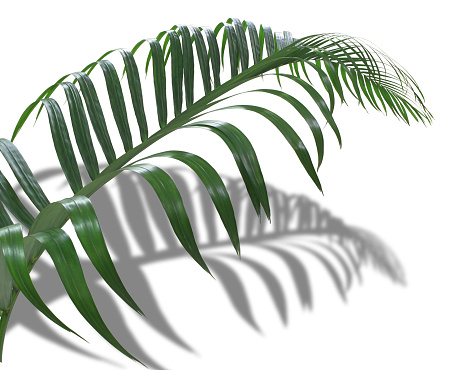 concepto verano con hoja de palma verde de tropical. fronda hojas florales ramas de árbol aislado sobre fondo de patrón blanco. lay plana, vista superior. photo