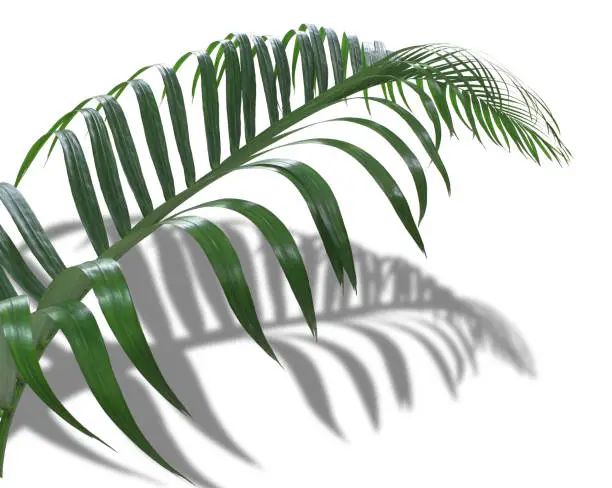 concept summer with green frond palm leaf from tropical with shadow branches tree isolated on white pattern background