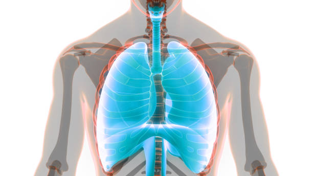 istock Human Respiratory System Lungs with Diaphragm Anatomy 1323017174