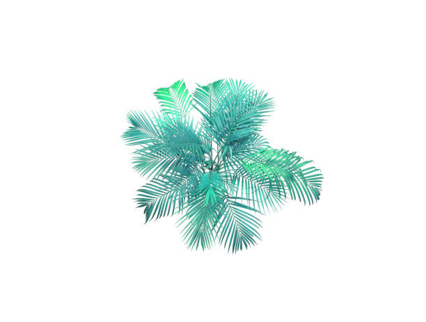 istock green leaf of palm tree on white background 1323017363