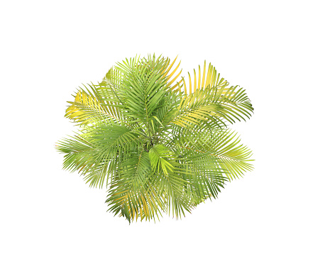green leaf of palm tree on white background