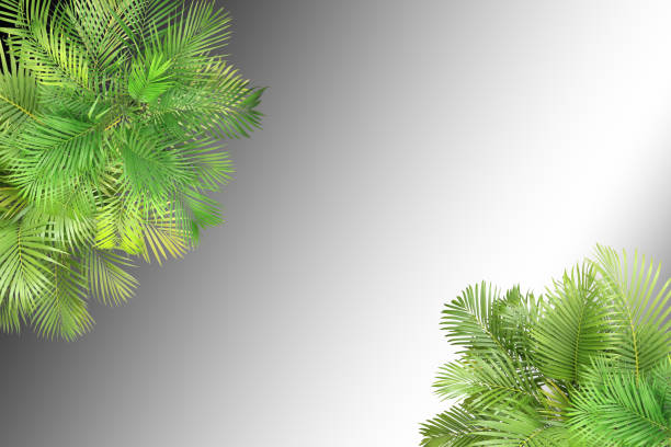 istock top view palm leaves tree for summer background 1323017368