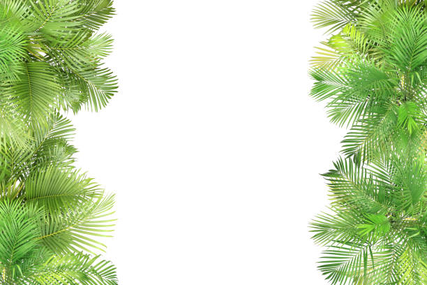 istock top view palm leaves tree for summer background 1323017369