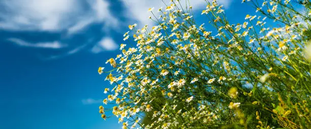 wild camomile flowers on blue sky background, panoramic shot