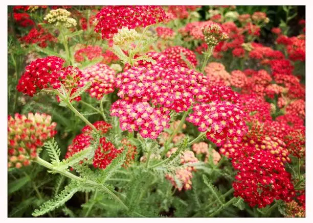 Achillea red Yarrow in garden