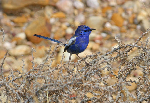 istock White-winged Fairy-wren 1323018398