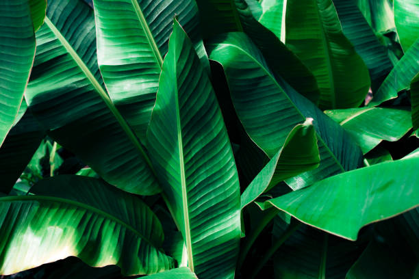 istock abstract banana leaf texture, tropical leaf foliage nature dark green background 1323019564