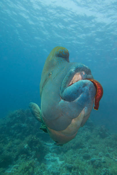 Closeup of large napoleon wrasse eating moray eel Closeup of large napoleon wrasse fish cheilinus undulatus feeding on giant moray eel while swimming underwater on tropical coral reef fish with big lips stock pictures, royalty-free photos & images