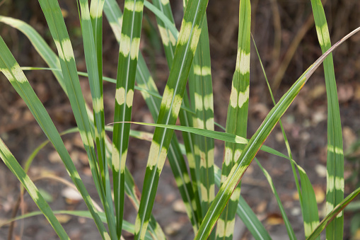 Close-up. A variegated bush of miscanthus grass called \