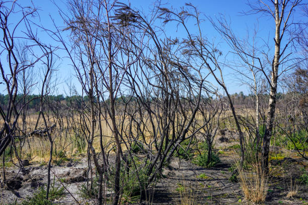 istock Aftermath of a heathland fire 1323021257
