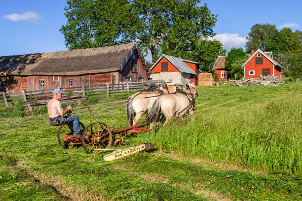 haymaking with draft horses at a rural farm at the old time - agricultural machinery retro revival summer farm imagens e fotografias de stock