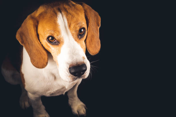 istock Beagle dog portrait isolated on black background. 1323023952