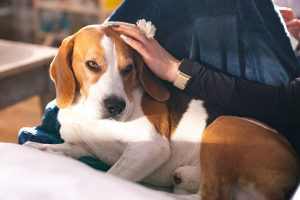 istock Beagle dog enjoy stroking while lying on sofa at home 1323023973