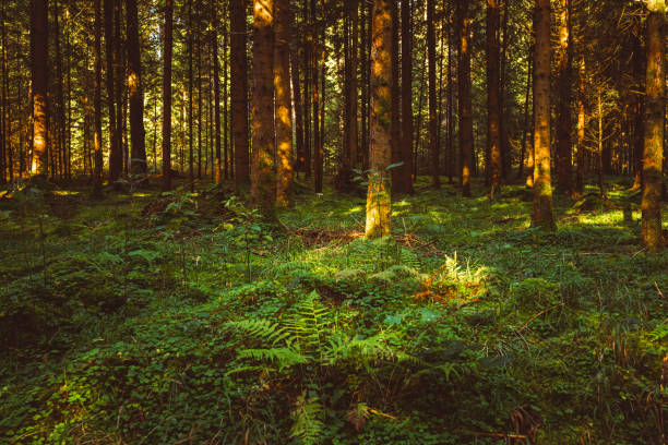 istock Autumn Forest with floor covered with moss. 1323024099