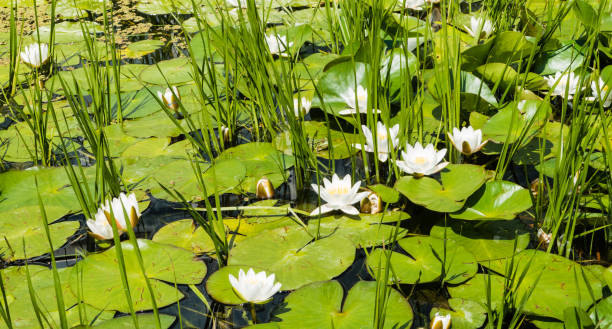 pond with waterlilies and frogs - frog water lily pond sunlight imagens e fotografias de stock