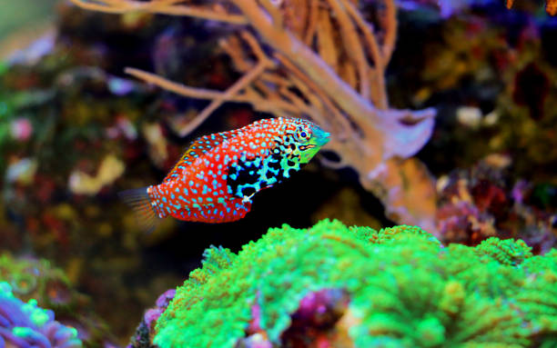 Blue Star Leopard Wrasse - Macropharyngodon bipartitus Blue Star Leopard Wrasse - Macropharyngodon bipartitus thalassoma pavo stock pictures, royalty-free photos & images