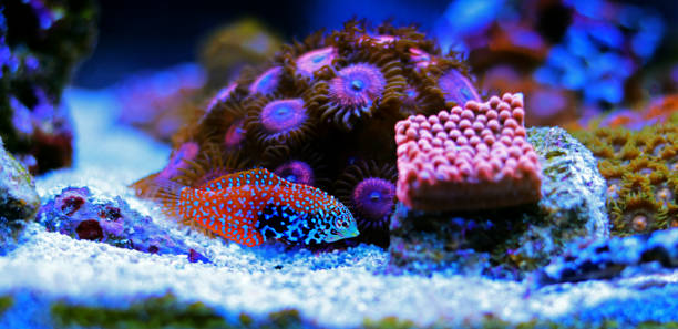 istock Blue Star Leopard Wrasse - Macropharyngodon bipartitus 1323025438