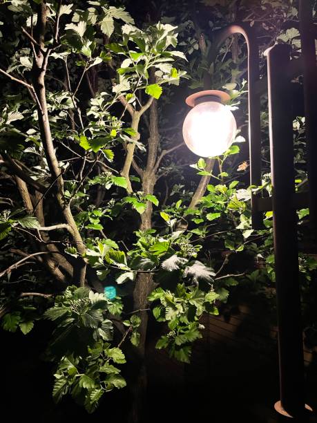 istock Lanter at night in the park 1323027159