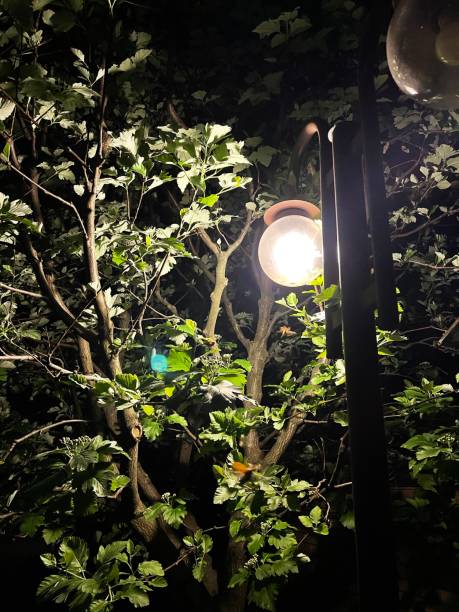 istock Lanter at night in the park 1323027216