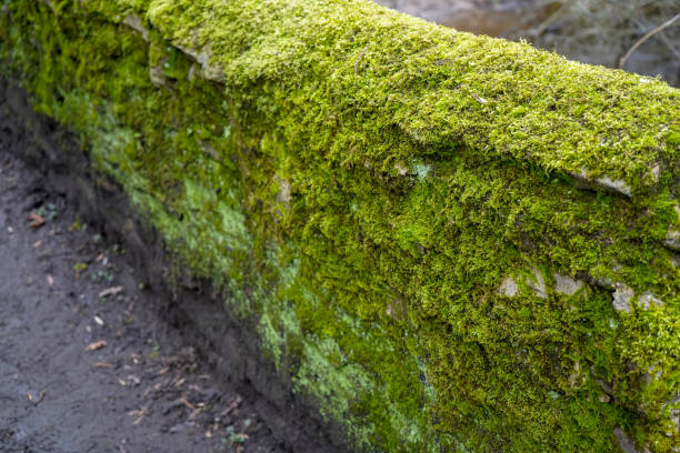 istock Close up of moss growing on a wall 1323027534