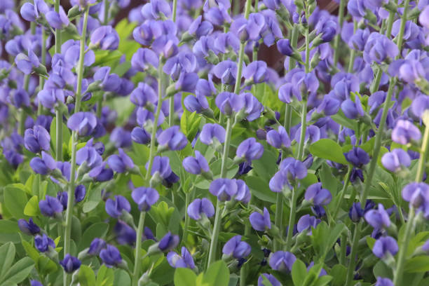 baptisia australis flowers, patterns in nature - australis imagens e fotografias de stock