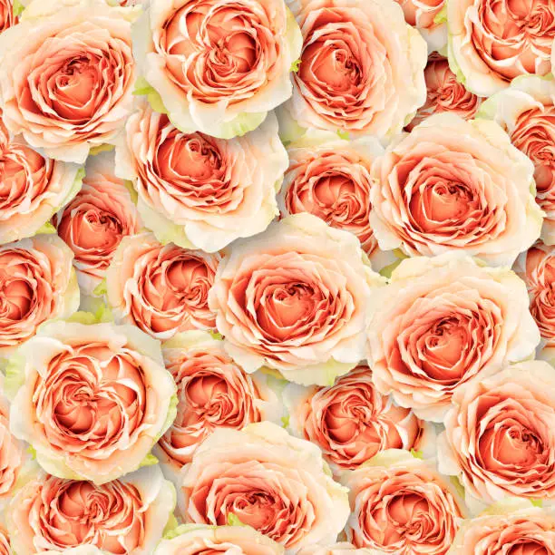 Seamless floral pattern. Chaotic arrangement of buds. Orange-cream rose flower. Romantic style.