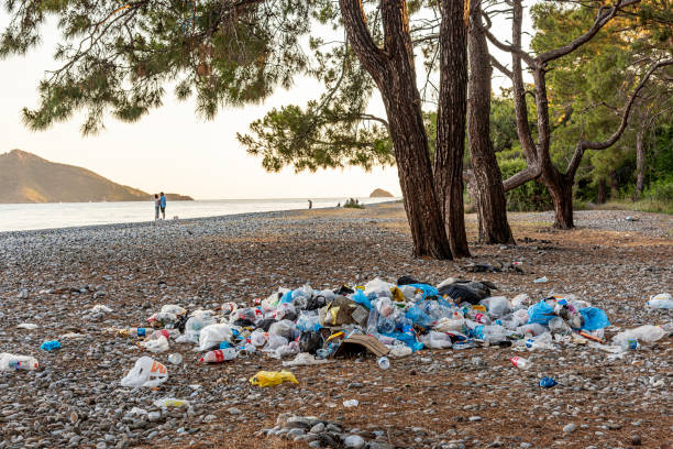 inquinamento ambientale nella zona boschiva in mare al tramonto - coastline branch day summer foto e immagini stock