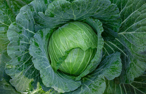 istock Cabbage maturing heads growing in the farm field 1323032741