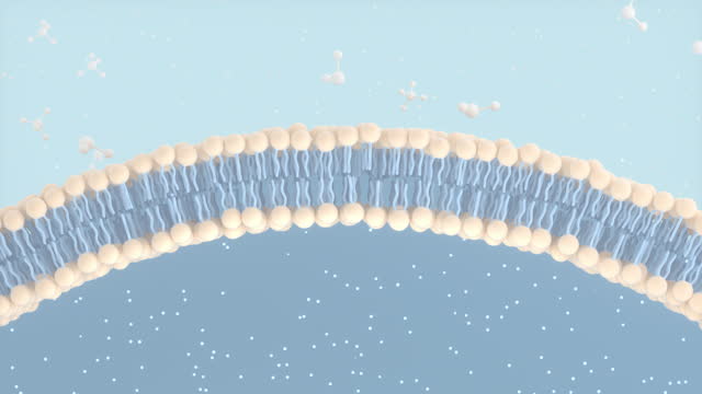 Cell Membrane and Molecules, 3d rendering.