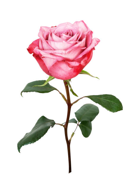 istock Pink rose flower isolated on white background. 1323034052
