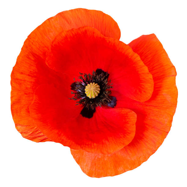 istock poppy flower isolated on white background. Top view. 1323034830
