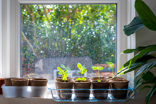 cucumber seedlings pots on home window under bright sun.