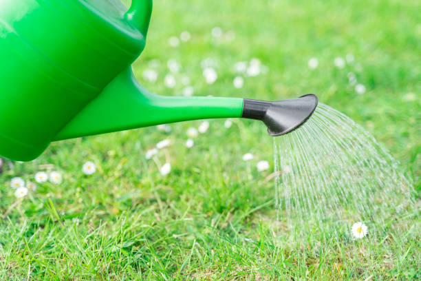 istock Gardener pours grass with chamomile flowers from a green plastic watering can 1323035575