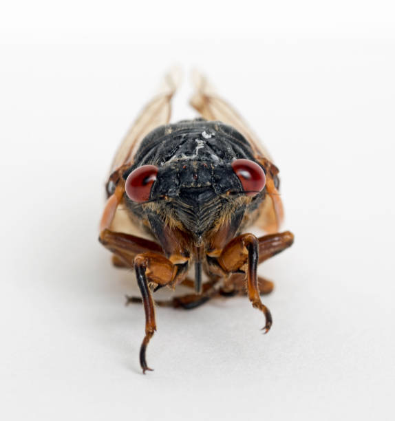 istock Extreme Macro of Dying Cicada Brood X Face 1323040253