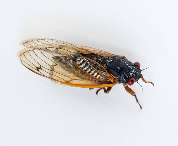 istock Brood X Cicada Isolated on White Background 1323040255