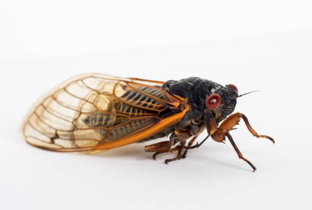 istock Dying Brood X Cicada Close Up 1323040259