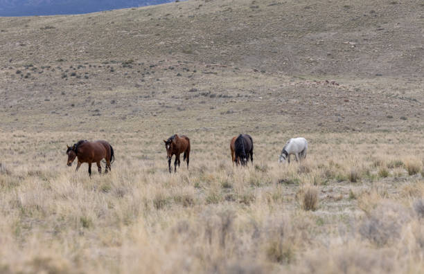 istock Wild Horses in the Utah Desert 1323042059