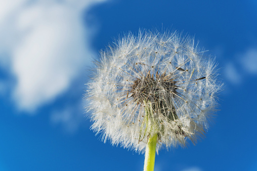 A close look at a dandelion gone to seed.