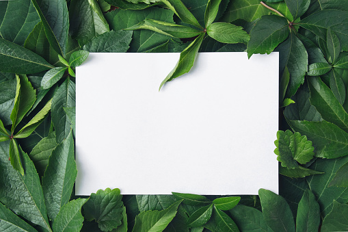 Empty blank white sheet of paper on background of green leaves.