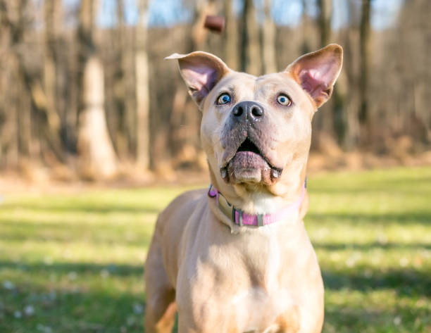 un chien de race mixte pit bull terrier sur le point d’attraper une friandise - regarder fixement photos et images de collection