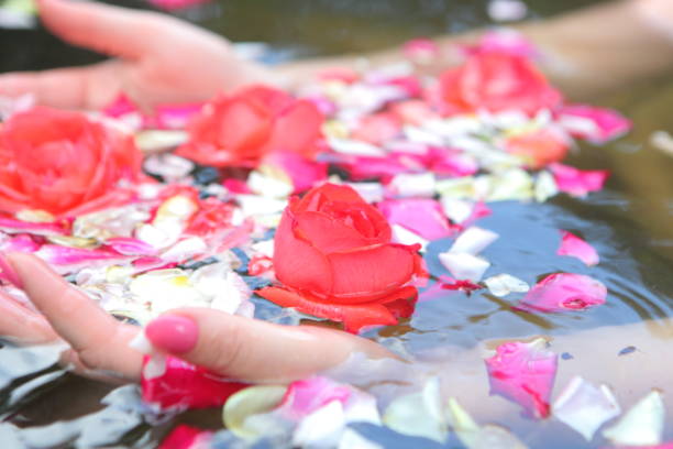 istock Female hands hold roses 1323046450